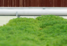 Kansas is one of the top hemp growing states, but a federal change threatens the industry