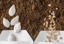 Despite winter’s chill, gardeners can still prep for spring