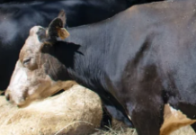 Beef cattle and dairy producers wary as flesh-eating parasite comes closer to U.S.
