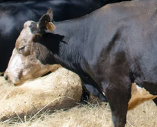 Beef cattle and dairy producers wary as flesh-eating parasite comes closer to U.S.