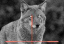 Kansas extended night-vision coyote hunting later into the season—here are the rules hunters miss