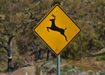 Roadkill Laws in Kansas: What You Need to Know for Safe & Legal Collection