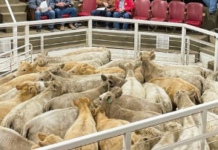 Livestock Sale Barns: Strengthening Rural Communities