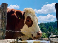 KFU Calls for Mandatory Country-of-Origin Labeling in Light of Argentine Beef Import Deal