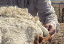 Treating disease early vs. precisely