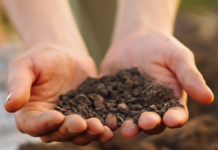 Do I need to test my garden’s soil?