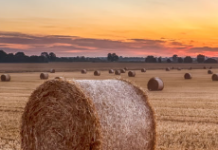 Three ways to be more profitable making hay
