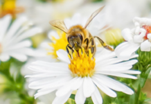 How to incorporate native plants in the