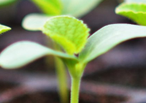 Kick-start spring by getting into the garden