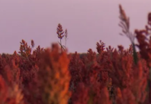 What it means for Kansas farmers that Congress may save Food for Peace