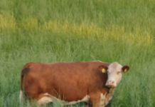 Kansas Grasslands Report Now Available