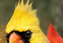 Kansas: Watch for Rare Yellow Cardinal This Spring