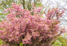 Determining The Best Time To Prune