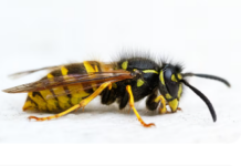 What Kansas Families May Be Overlooking About Wasp Behavior