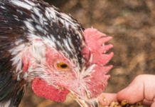 Insect-based immunization research shields poultry from avian influenza