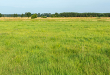 Grazing during spring green-up