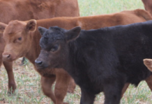 Defining cow efficiency