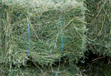 Forage feeding and soil fertility