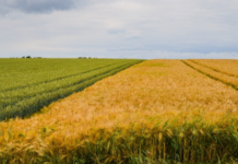 For beginning farmers, land access may lie in being creative