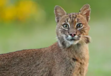 Do Bobcats in Kansas Ever Breed With Domestic Cats?