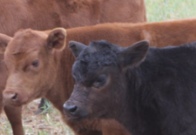 Managing calf scours