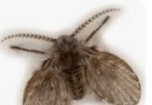 What Most Kansas Homeowners Don’t Realize About Bathroom Drain Flies