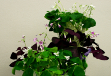 St. Patrick’s Day: Time to rock your shamrock knowledge