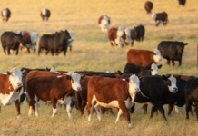 Plan ahead to protect your herd
