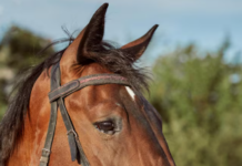 KDOC, BLM extend Wild Horse Program at HCF