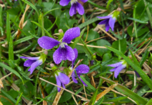 Pollinators: Patience pays off