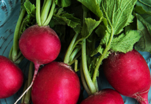 Radishes: A root awakening