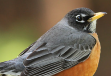 What Most Kansas Residents Don’t Realize About Robins in Their Backyard Soil