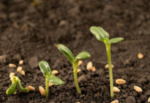 Testing Germination Rate Of Old Seeds