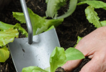 Getting a head start: How to successfully start seeds indoors